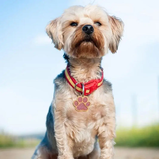 Bling Glitter Pet Collar Charm – Colorful Metal Pendant